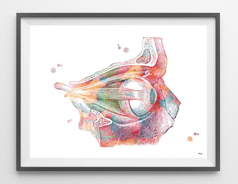 480x372 Eye Anatomy Watercolor Print Medical Art Mimiprints - Watercolor Anatomy