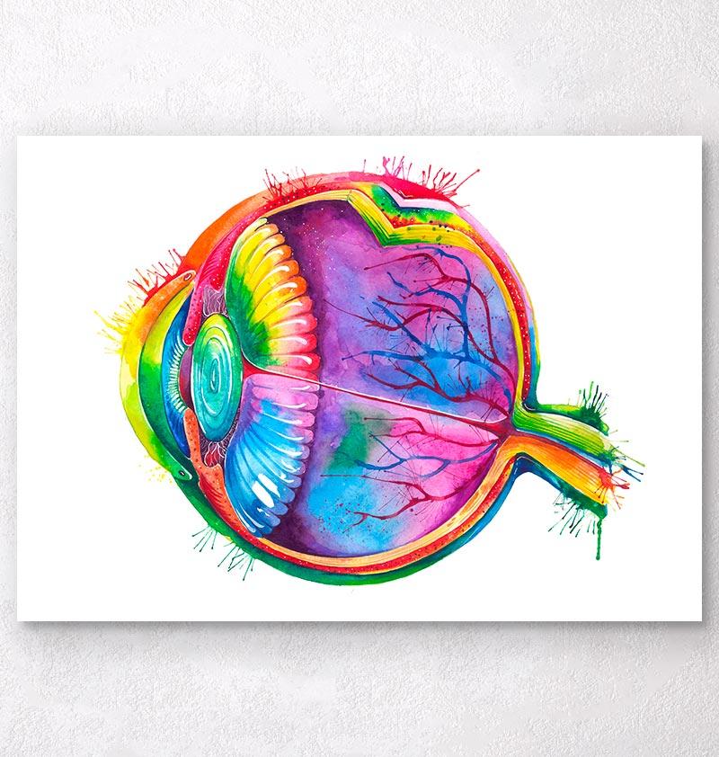 800x842 Eye Anatomy Art - Watercolor Anatomy