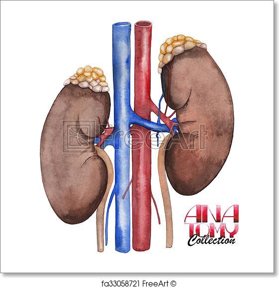 561x581 Free Art Print Of Watercolor Anatomy Collection - Watercolor Anatomy