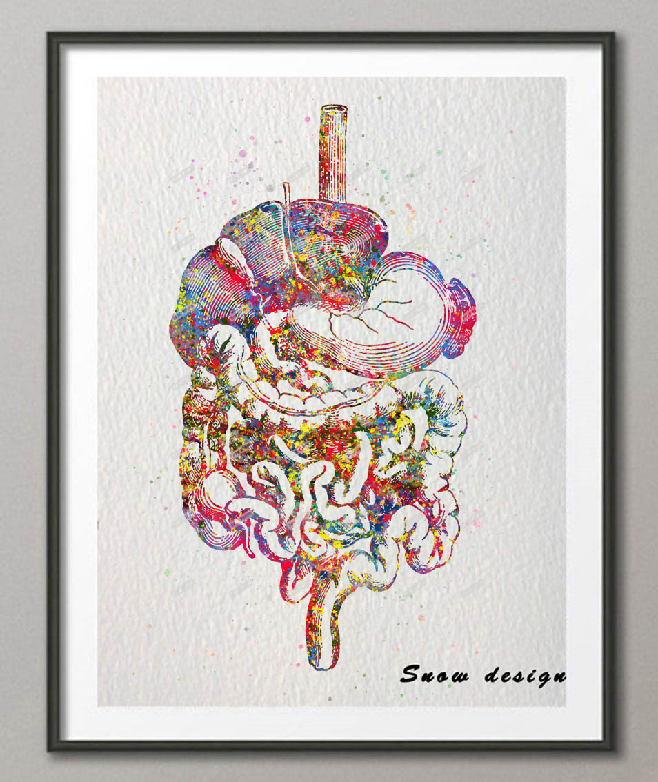 954x1134 Original Watercolor Digestive Tract Poster Print Picture Human - Watercolor Anatomy