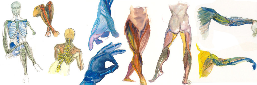 1024x338 Watercolor Anatomy By Mernolan - Watercolor Anatomy
