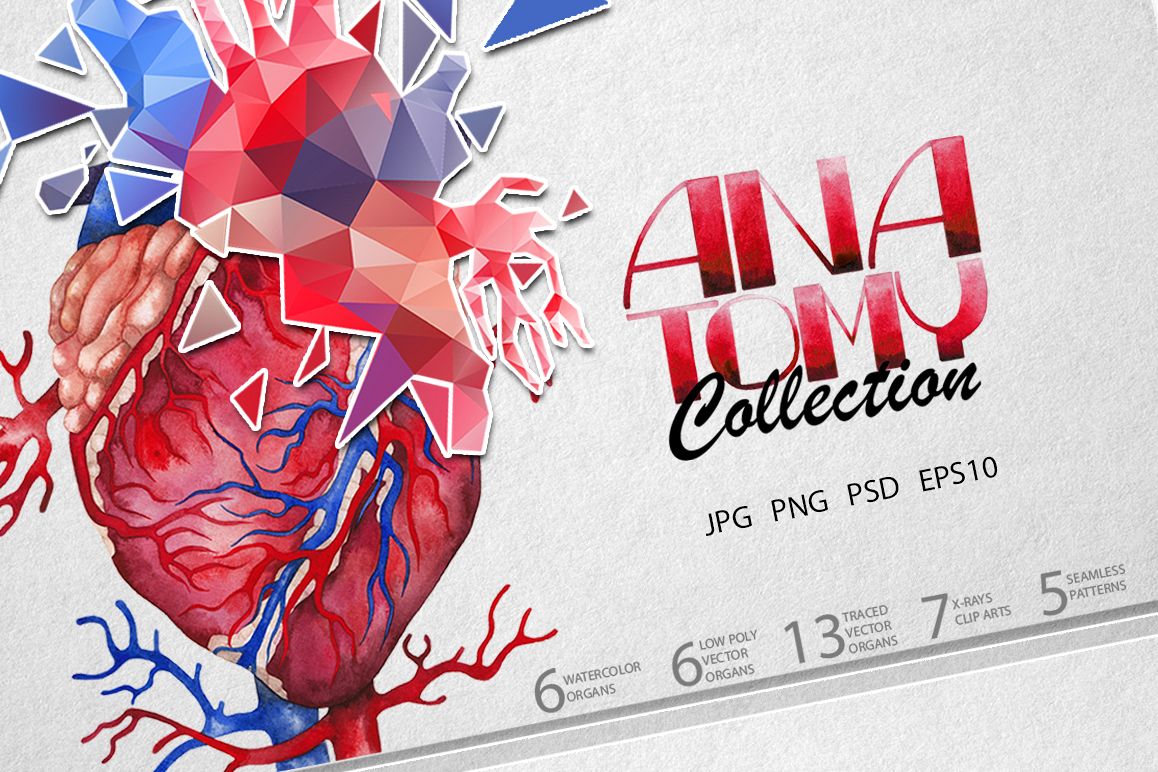 1158x772 Watercolor Anatomy Collection - Watercolor Anatomy