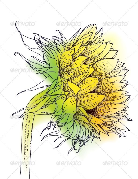 590x763 Ink And Watercolor Sunflower Watercolor Watercolor - Watercolor And Ink Flowers