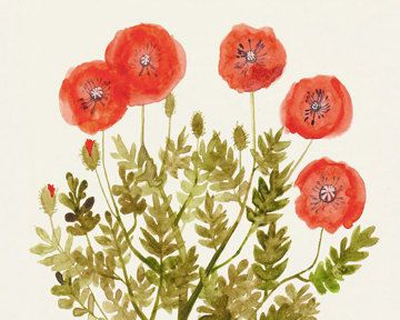 360x288 Poppies - Watercolor And Ink Flowers