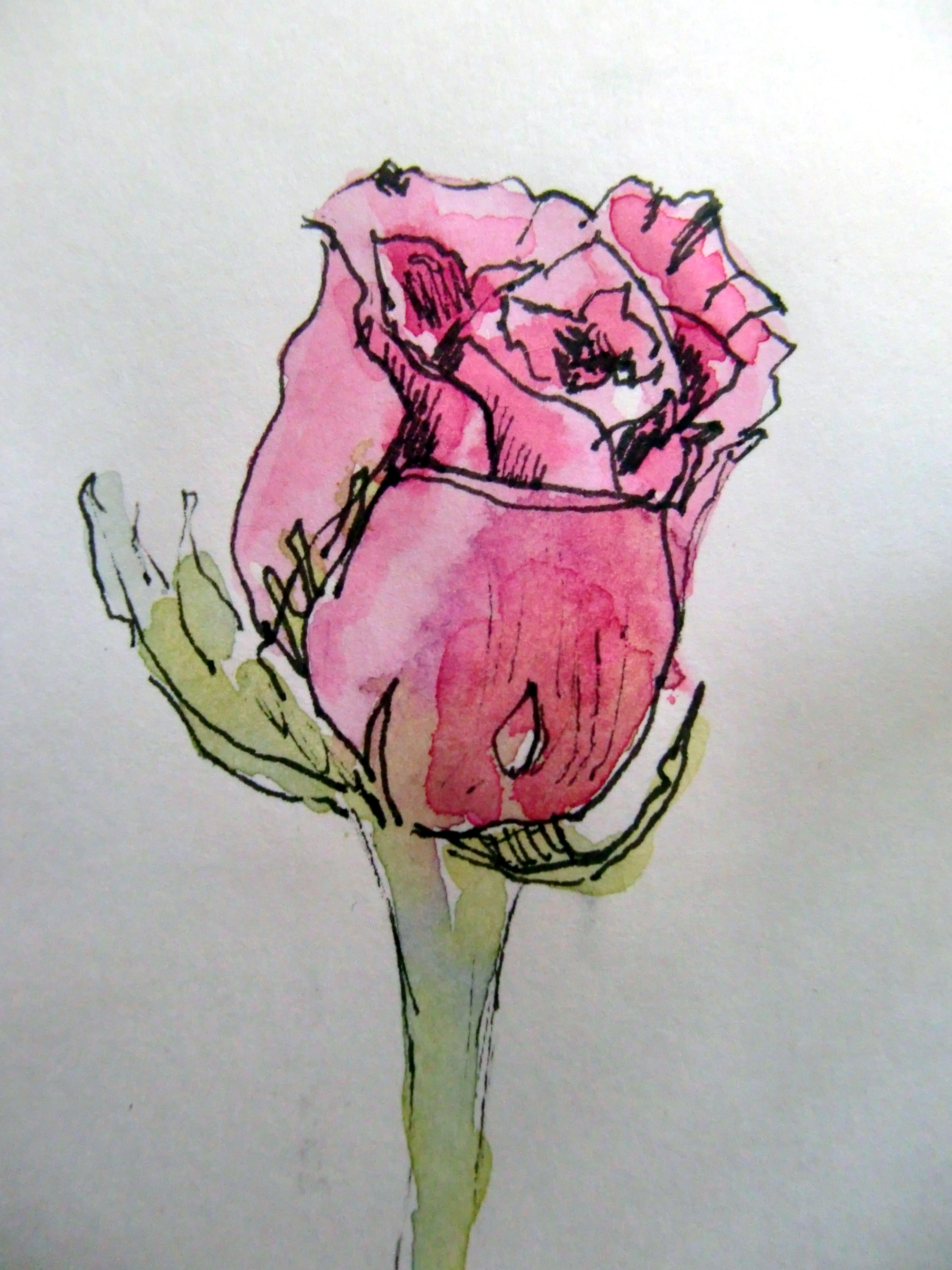 2736x3648 Valentine Rose Rachel Murphree Watercolors - Watercolor And Ink Flowers