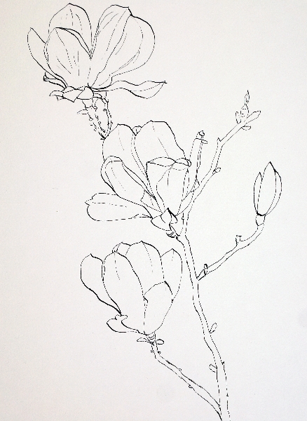 438x600 Drawing Pink Magnolia Flowers Pen And Ink Plus Watercolor Wash - Watercolor And Ink Flowers