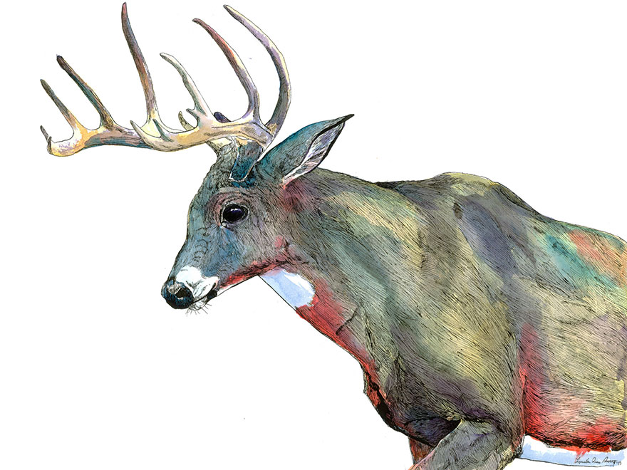 880x660 I Draw Animal Watercolors Inspired By My Time Spent Living In The - Watercolor Animals Easy