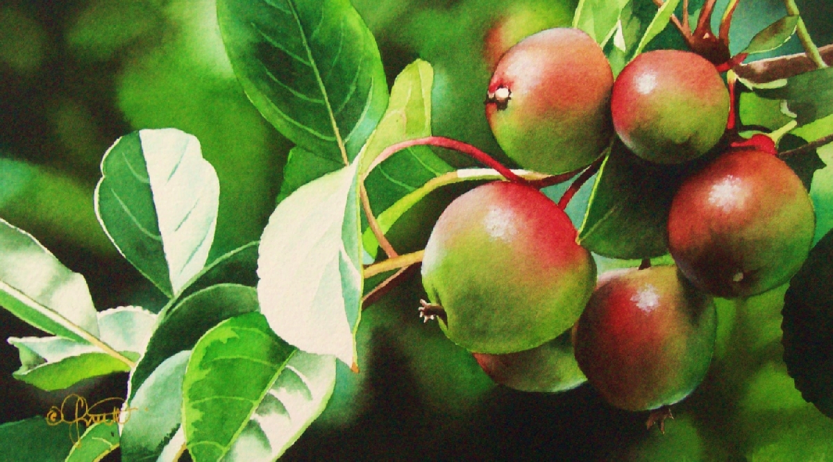 1200x666 Contemporary Realism The Apple Tree Instructional Watercolor Dvd - Watercolor Apple Tree