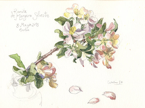 570x425 Original Watercolor Apple Blossom, Watercolor Drawing. Botanical - Watercolor Apple Tree
