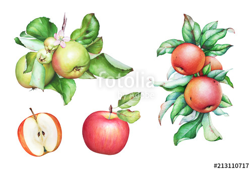 500x340 Watercolor Hand Drawn Apple Tree Branches With Apples And Leaves - Watercolor Apple Tree