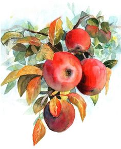 236x290 Watercolor Image Of An Apple Tree Branch With Green Leaves And - Watercolor Apple Tree