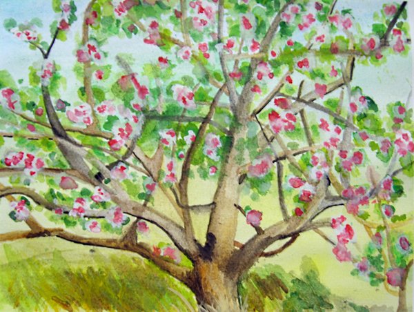 600x452 Watercolour Apple Tree By Anjellyjoy - Watercolor Apple Tree