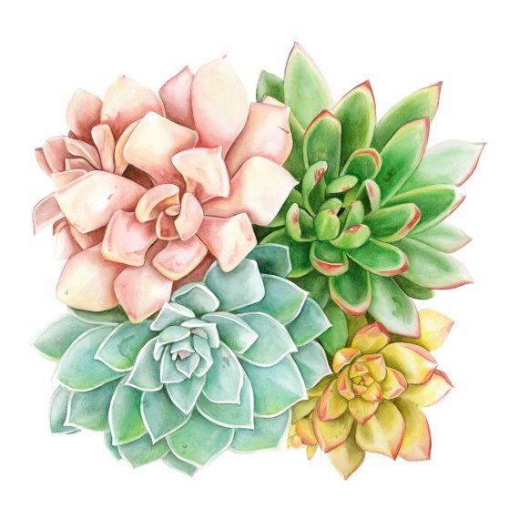 570x570 Best 25 Watercolor Succulents Ideas Succulent - Watercolor Art Pinterest