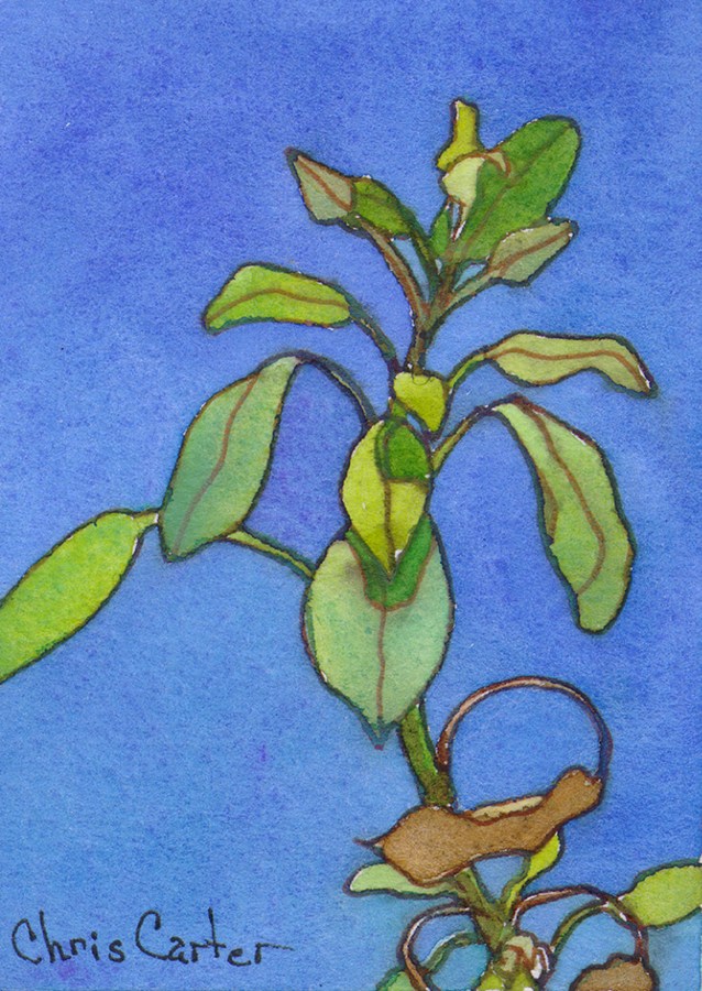 638x900 Black Bush Sage Plants Artist Trading Cards Ink Watercolor Chris - Watercolor Artist Trading Cards