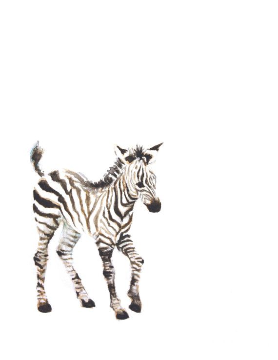 570x738 Baby Zebra Watercolor Print Animal Painting - Watercolor Baby Animals