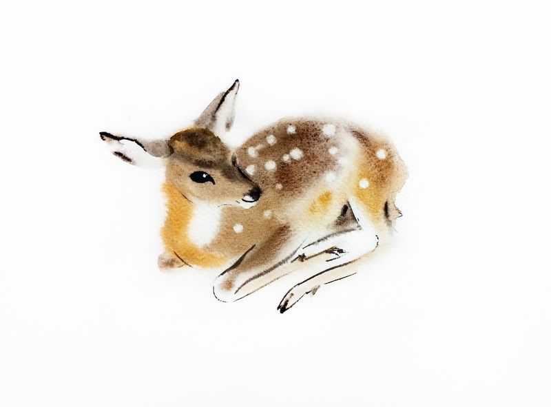 800x591 Fawn Lying Down - Watercolor Baby Deer