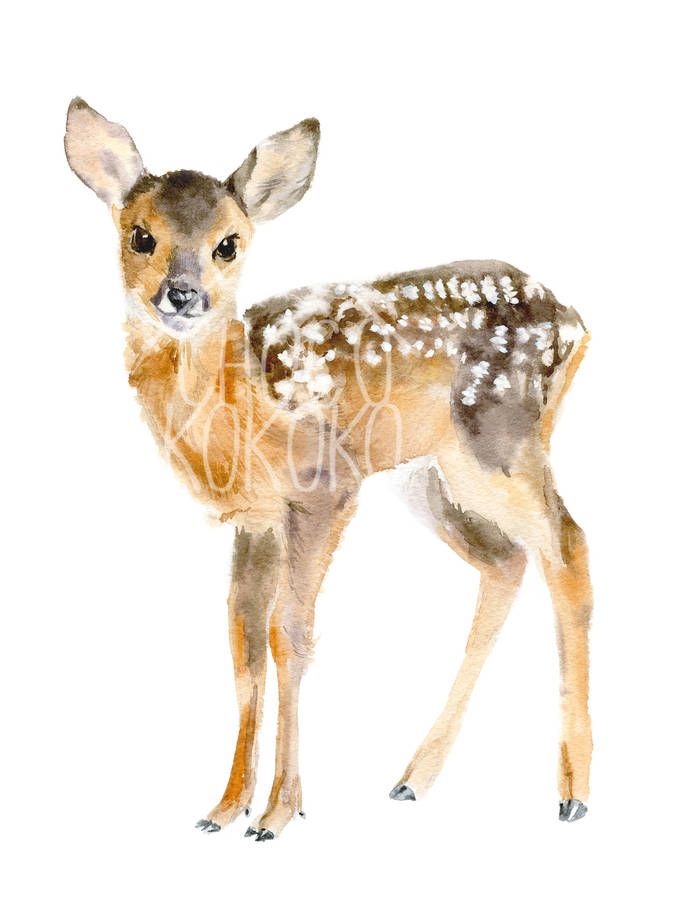 675x900 Baby Deer Fine Art Print Baby Deer, Giclee Print And Printing - Watercolor Baby Deer