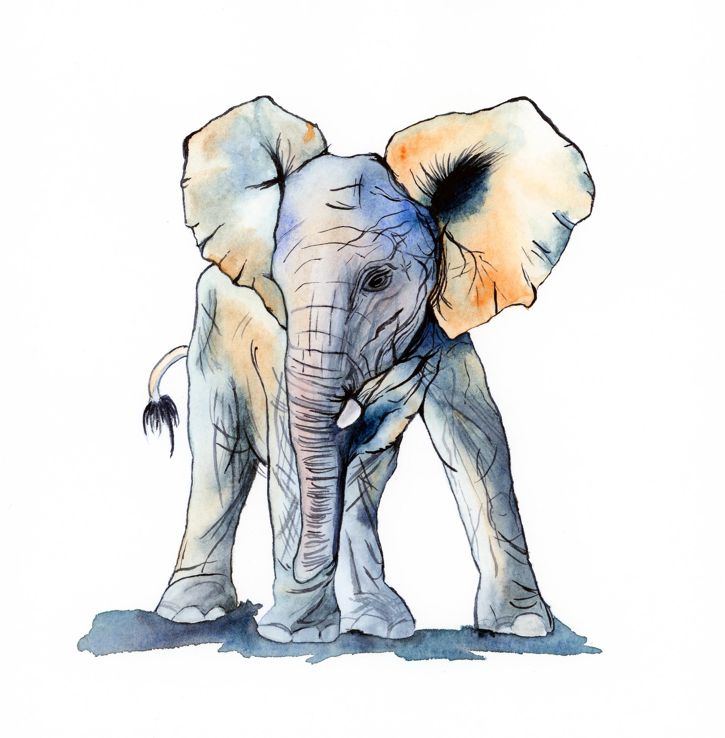 2435x2478 Watercolor Baby Elephant By My Wife Katlyn Watercolor - Watercolor Baby Elephant