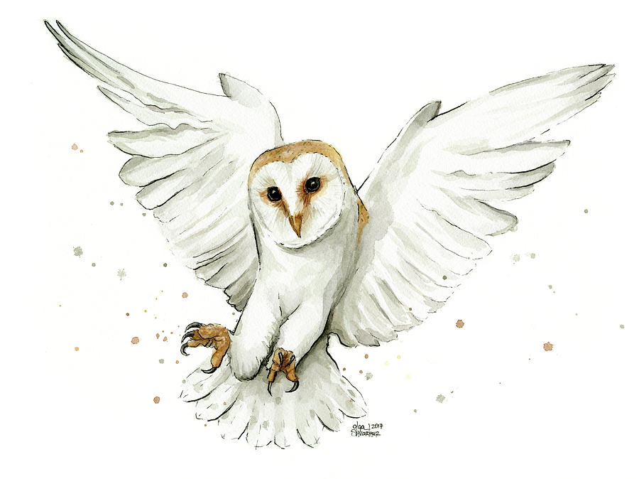900x674 Barn Owl Flying Watercolor Painting By Olga Shvartsur - Watercolor Barn Owl