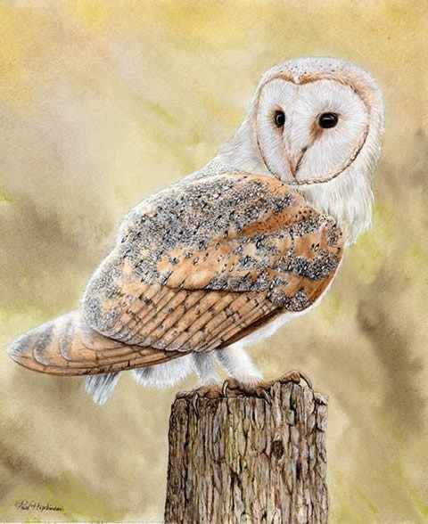480x588 Barn Owl In Watercolouracrylic By Paul Hopkinson - Watercolor Barn Owl