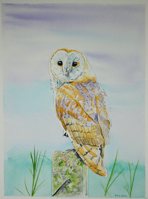594x800 Barn Owl Watercolour - Watercolor Barn Owl