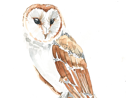 Watercolor Barn Owl at PaintingValley.com | Explore collection of ...