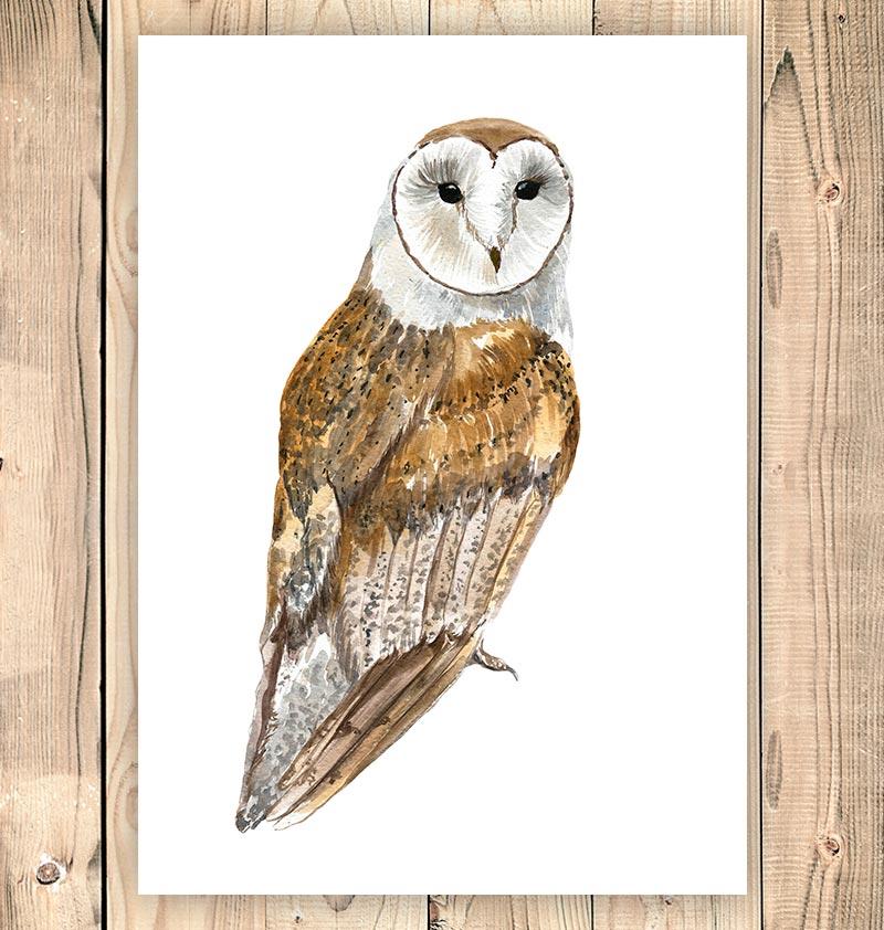 800x842 Owl Art - Watercolor Barn Owl