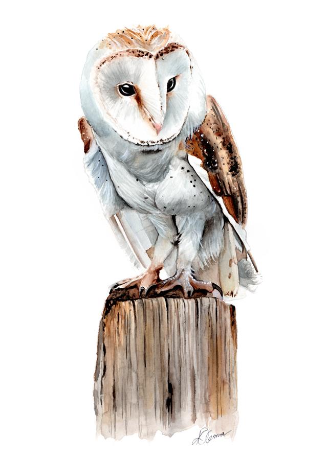 Watercolor Barn Owl At Paintingvalley Com Explore Collection Of