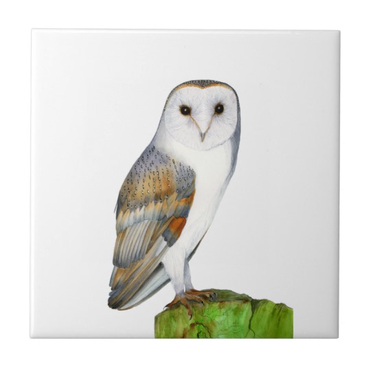 540x540 Barn Owl Bird Watercolor Nature Artwork Tile - Watercolor Barn Owl