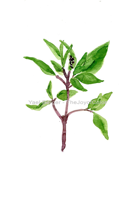 570x806 Basil Art Print, Basil Watercolor Print, Herbs Art, Botanical Art - Watercolor Basil