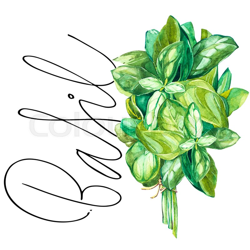 Watercolor Basil at Explore collection of