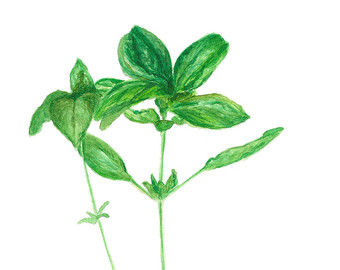 340x270 Botanical Herb Watercolor Paintings Herb Names Kitchen Art - Watercolor Basil