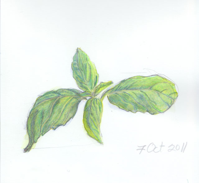 640x588 Botanical Illustration Of Basil Leaves, 2011, Wren M. Allen, All - Watercolor Basil