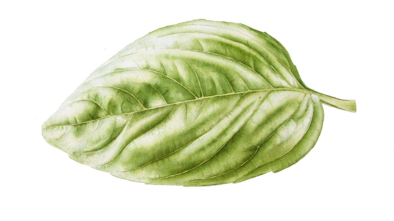 1280x720 How To Paint Realistic Shine Amp Shadow On A Sweet Basil Leaf In - Watercolor Basil