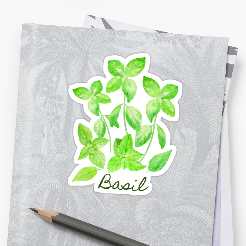 1000x1000 Watercolor Basil Illustration Stickers By Cornercroft Redbubble - Watercolor Basil