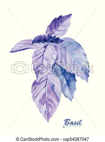 348x470 Watercolor Basil Leaves. Hand Painted Realistic Illustration On - Watercolor Basil