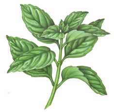 235x231 Watercolor Basil With Typography Artwork. Ltbrgt Ltbrgt Botanical - Watercolor Basil