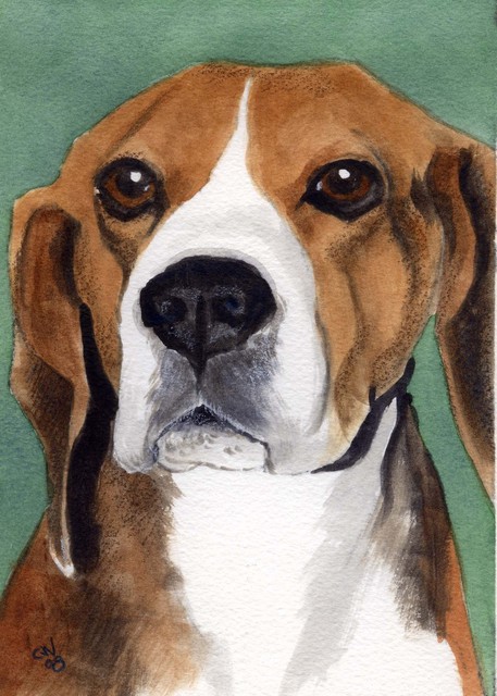 457x640 Christine Winship Artwork Beagle Original Watercolor Animals Art - Watercolor Beagle