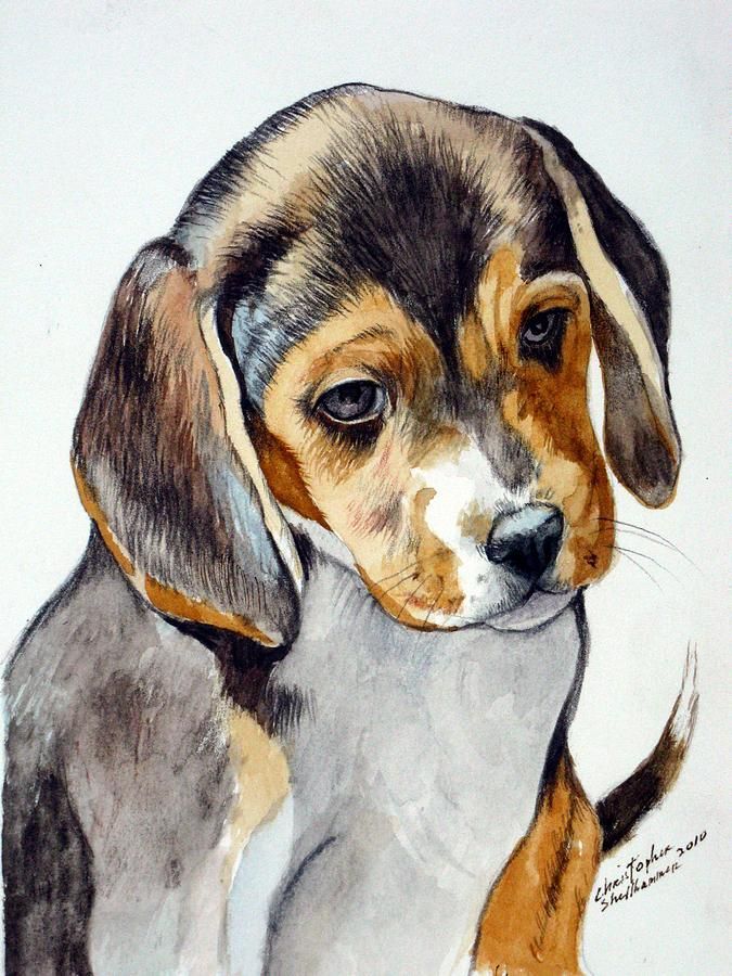 675x900 Christopher Shellhammer Watercolor Art Creatures Great And Small - Watercolor Beagle