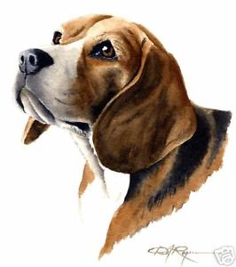266x300 Beagle Art Print Watercolor Painting 8.5 X 11 Signed By Artist Dj - Watercolor Beagle
