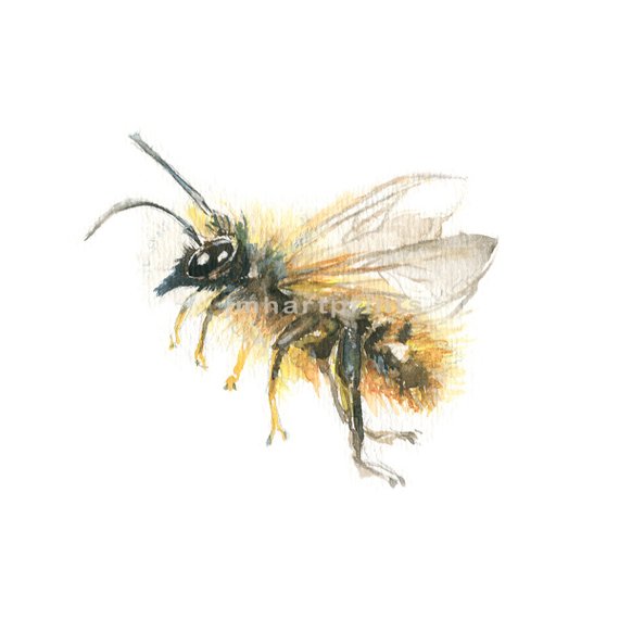 570x570 Watercolor Bee Bee Print Honey Bee Print Etsy - Watercolor Bee
