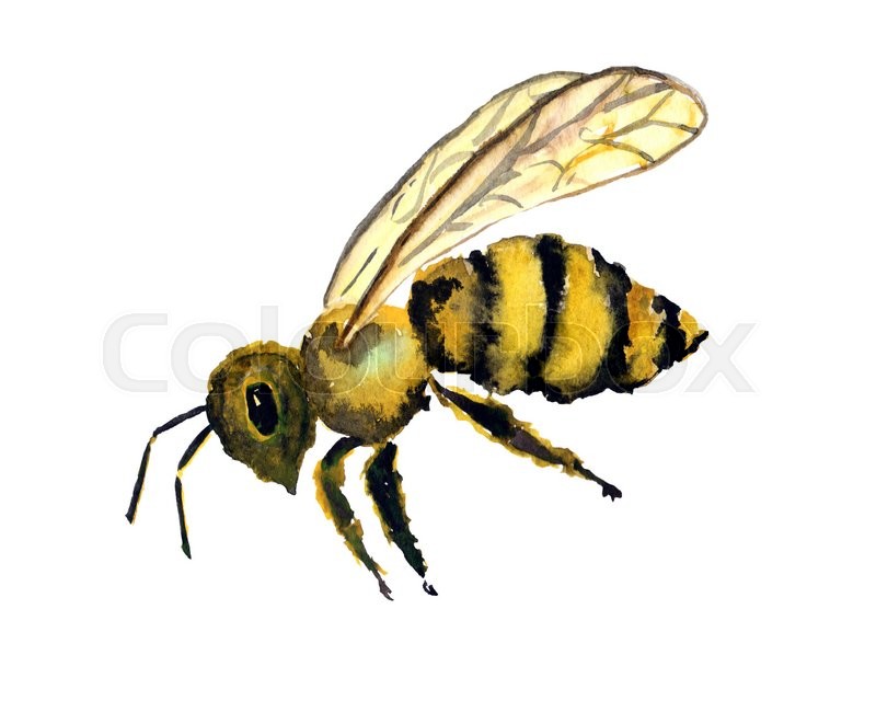 800x640 Watercolor Bee Clipart Stock Photo Colourbox - Watercolor Bee