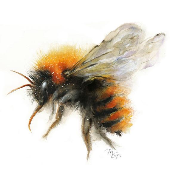 570x600 Bumble Bee Watercolor Archival Print Mira Guerquin Watercolors - Watercolor Bee