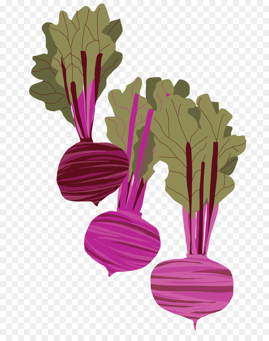 900x1140 Beetroot Drawing Watercolor Painting - Watercolor Beet