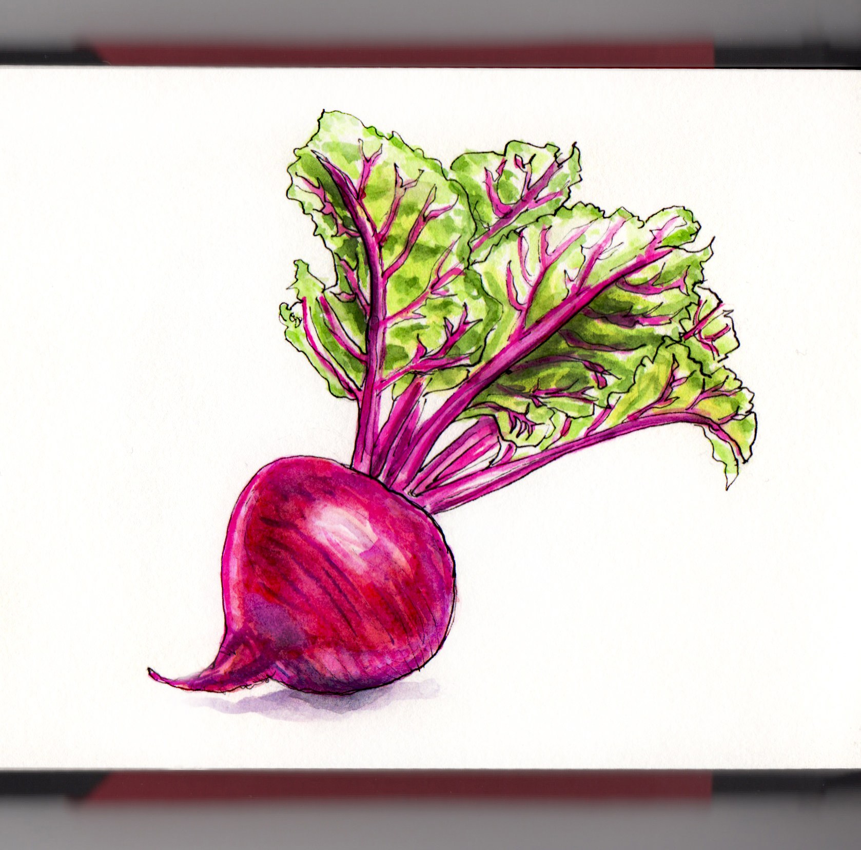 1678x1656 ~ Beets - Watercolor Beet