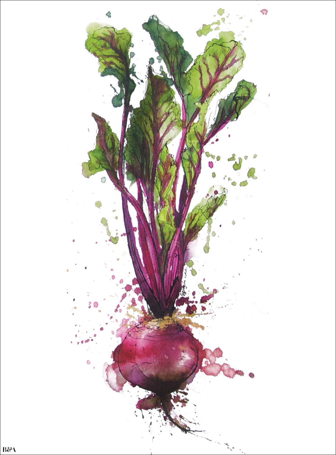 1134x1536 Georgina Luck - Watercolor Beet