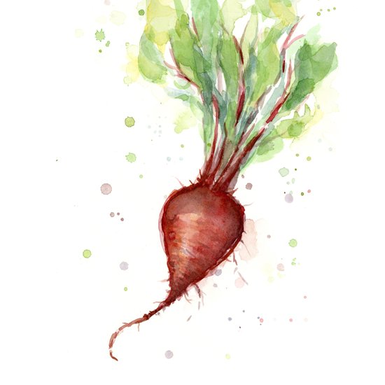 550x550 Red Beet Watercolor Vegetable Painting Duvet Cover By Olechka - Watercolor Beet