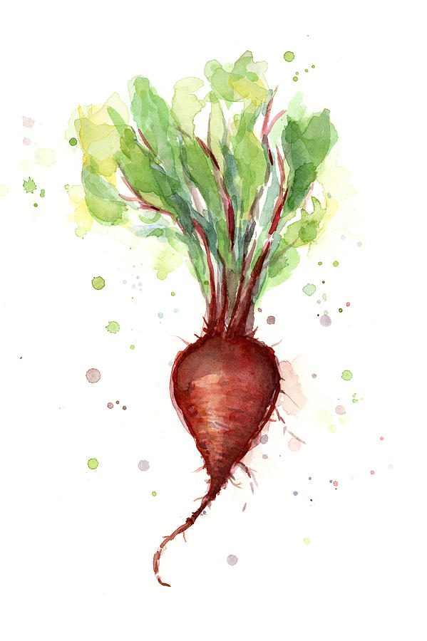 599x900 Red Beet Watercolor Painting By Olga Shvartsur - Watercolor Beet