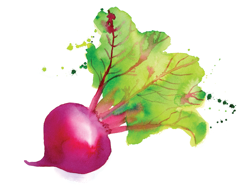 800x600 Watercolor Beet By Karen Kurycki - Watercolor Beet