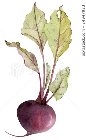 276x450 Watercolor Beetroot With Leafs - Watercolor Beet